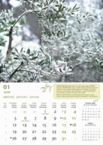 "MASLINE" 13 list., dim: 30,5x50 cm, PVC vrećica, P/50, color kalendar