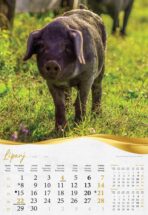 "MOJA ZLATNA SLAVONIJA i BARANJA" 13 list., dim: 33x55 cm, PVC vrećica, P/40, kolor kalendar