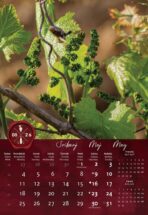 "VINO" 13 list., dim: 33x55 cm, PVC vrećica, P/40, color kalendar