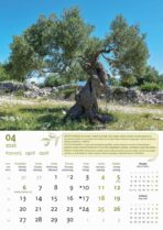 "MASLINE" 13 list., dim: 30,5x50 cm, PVC vrećica, P/50, color kalendar