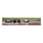 Aluminium binoculars Tobey