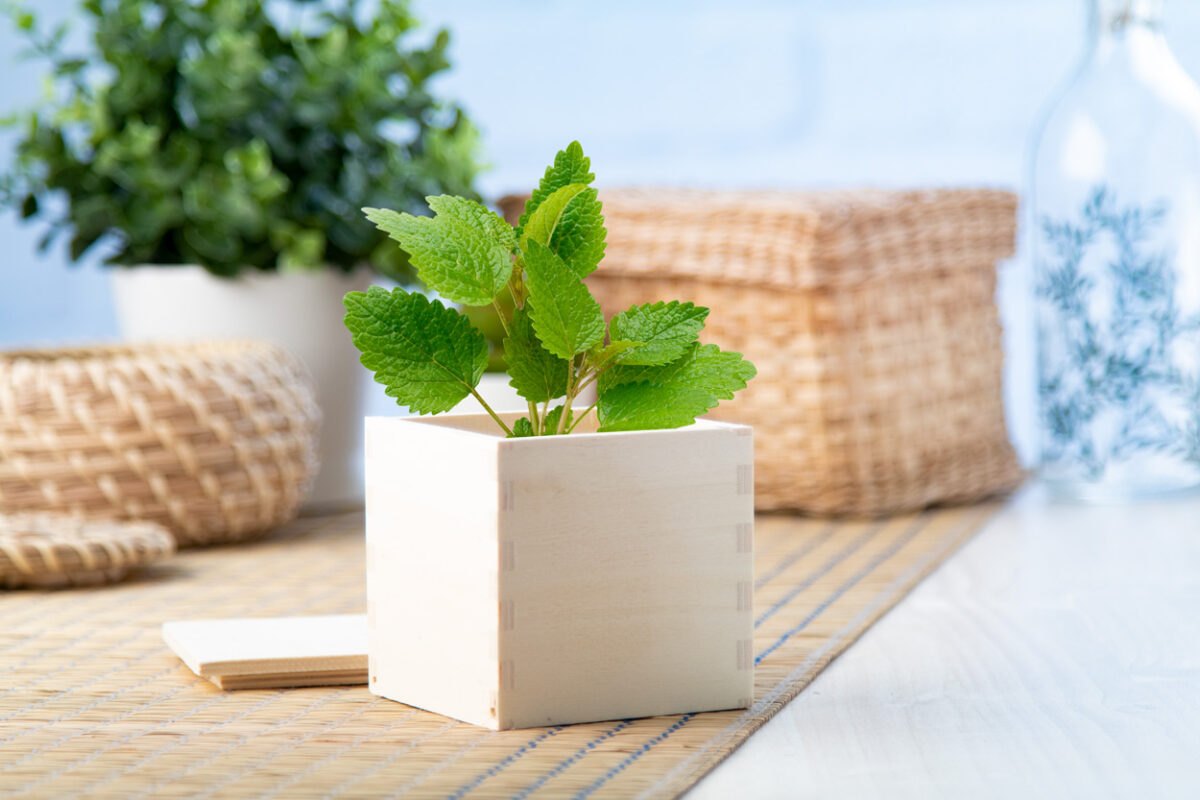 Merin mint herb pot - Slika 6