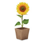 Sunflower growing kit - Slika 2