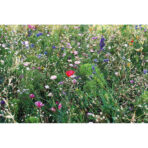 Flowers mix seeds in envelope - Image 3