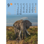 "ŽIVOTINJE" 13list., dim: 24x53,5 cm, PVC vrećica, P/50, color kalendar - Image 11