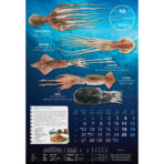 "S RIBARNICE" 13 list., dim: 33x55 cm, PVC vrećica, P/40, color kalendar - Slika 12
