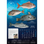 "S RIBARNICE" 13 list., dim: 33x55 cm, PVC vrećica, P/40, color kalendar - Slika 3