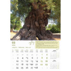 "MASLINE" 13 list., dim: 30,5x50 cm, PVC vrećica, P/50, color kalendar - Slika 4