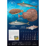 "S RIBARNICE" 13 list., dim: 33x55 cm, PVC vrećica, P/40, color kalendar - Slika 5
