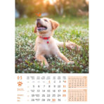 "PSI i MAČKE" 13 list., dim: 30,5x50 cm, PVC vrećica, P/50, color kalendar - Slika 7