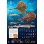 "S RIBARNICE" 13 list., dim: 33x55 cm, PVC vrećica, P/40, color kalendar - Slika 9