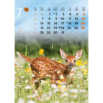 "ŽIVOTINJE" 13list., dim: 24x53,5 cm, PVC vrećica, P/50, color kalendar - Image 9