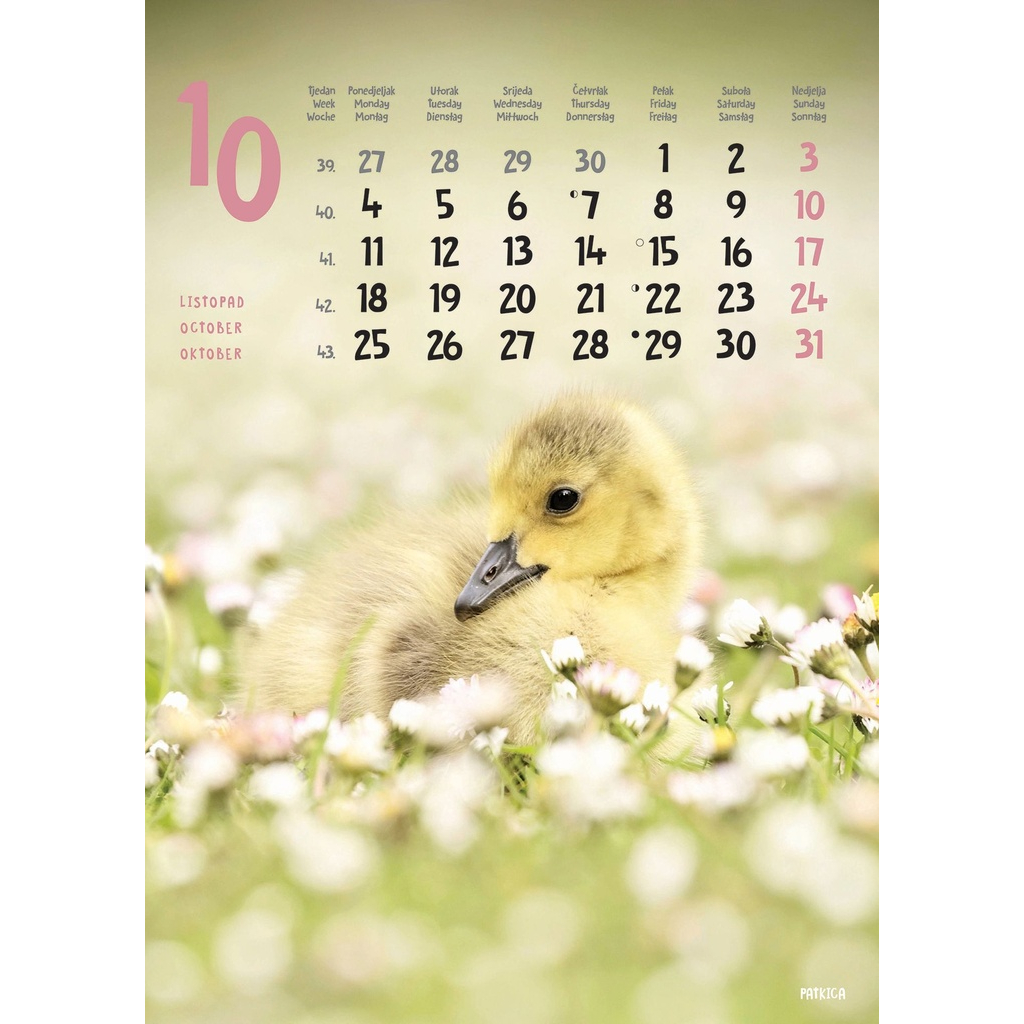 "ŽIVOTINJE" 13list., dim: 24x53,5 cm, PVC vrećica, P/50, color kalendar