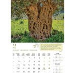 "MASLINE" 13 list., dim: 30,5x50 cm, PVC vrećica, P/50, color kalendar - Slika 13