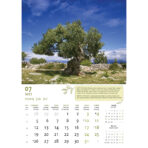 "MASLINE" 13 list., dim: 30,5x50 cm, PVC vrećica, P/50, color kalendar - Slika 6