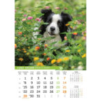 "PSI i MAČKE" 13 list., dim: 30,5x50 cm, PVC vrećica, P/50, color kalendar - Slika 10